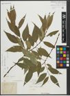 Foto von Salix alba L. x Salix fragilis L.
